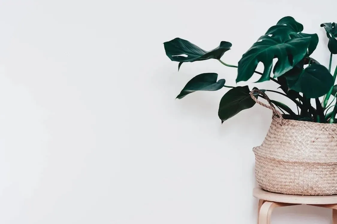 De Ficus: de ideale plant voor kleine huurwoningen