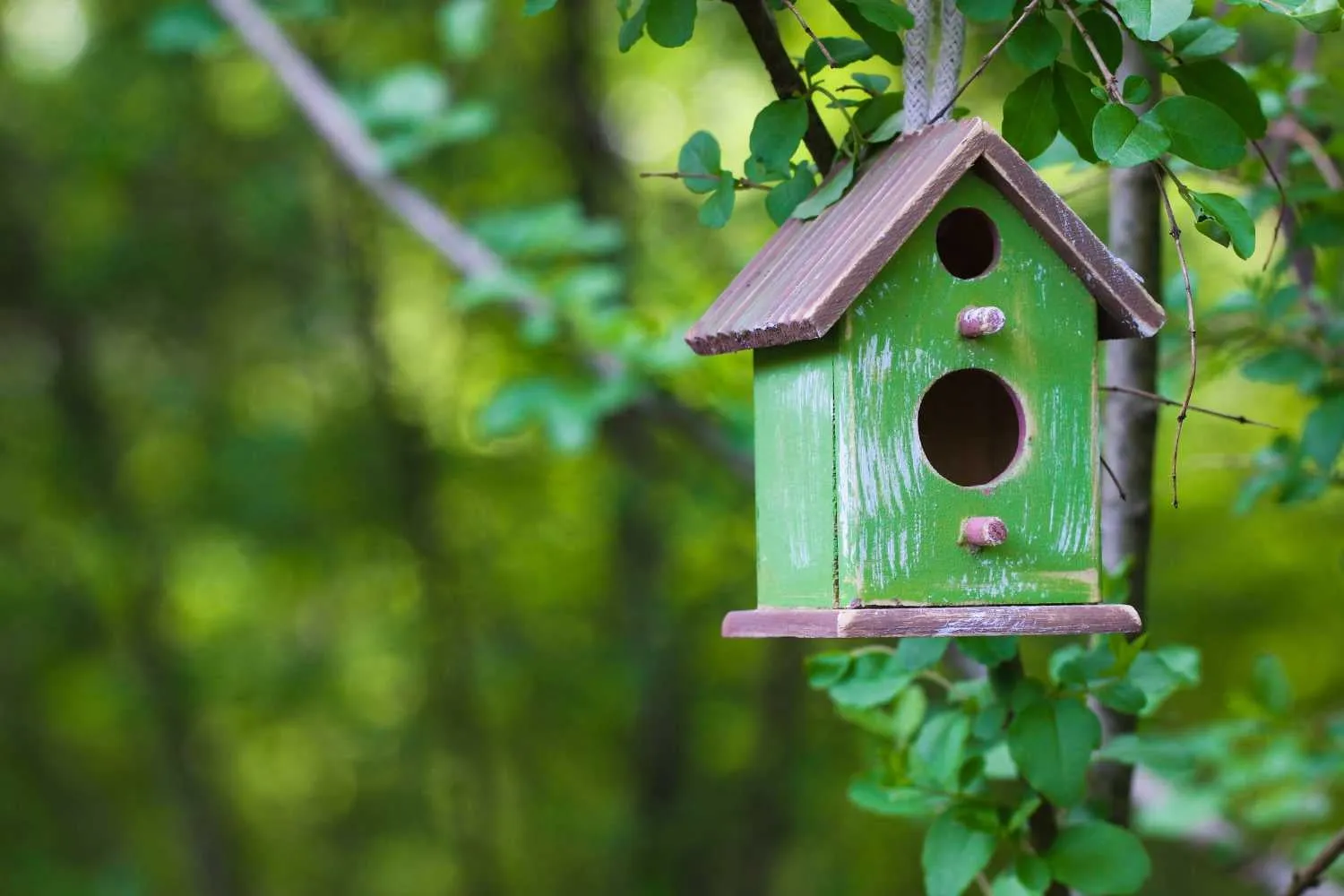 De juiste plaatsing van een vogelhuisje: tips voor een veilige en aantrekkelijke locatie