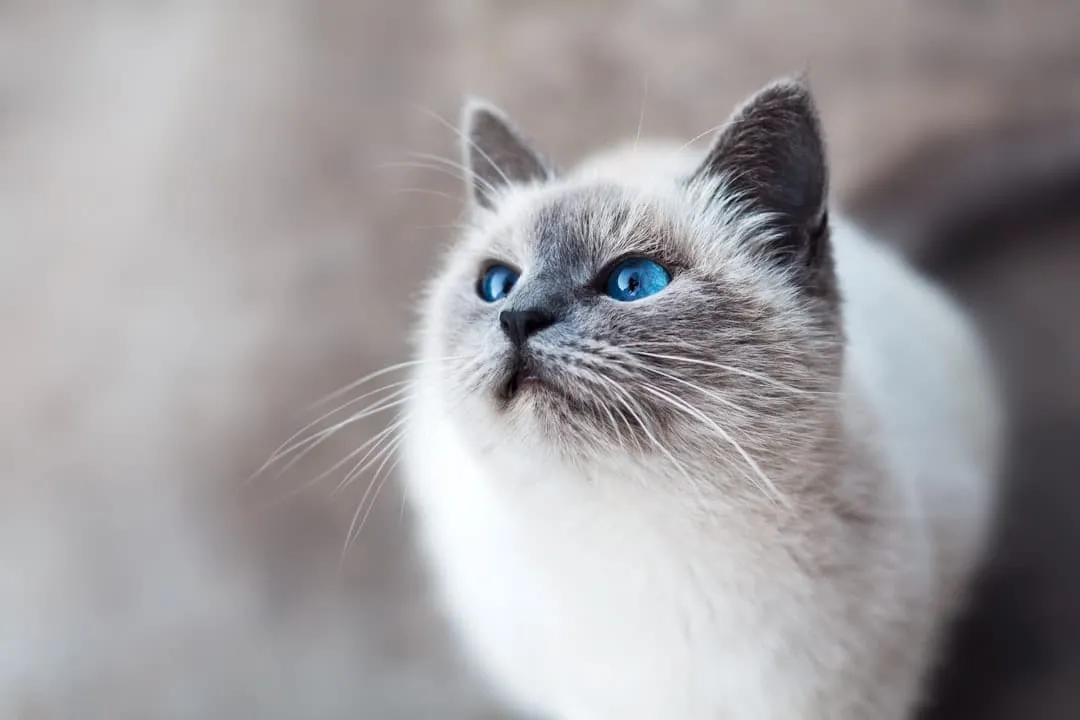 Hoe zorg je goed voor je kat?