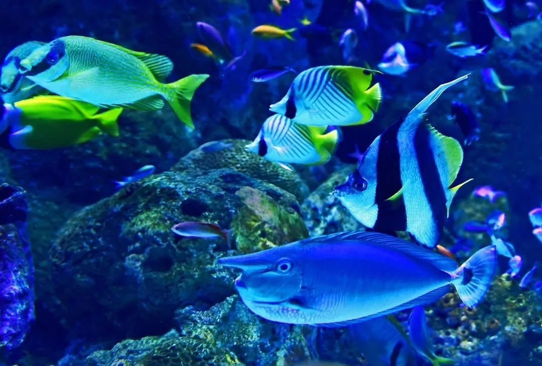 Ontdek de nieuwste interieurtrends van 2024: van eco-chic tot verbluffende aquaria