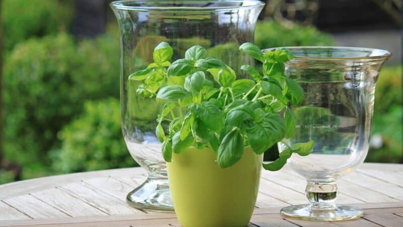 Tuinmeubelen: wat zijn de opties?