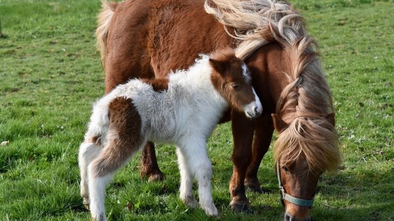 Mijn kind wil een pony: wat nu?