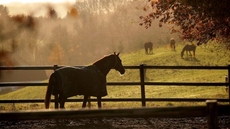 Zorg voor een Happy Horse: Essentiële Behoeften voor een Gezond Paard