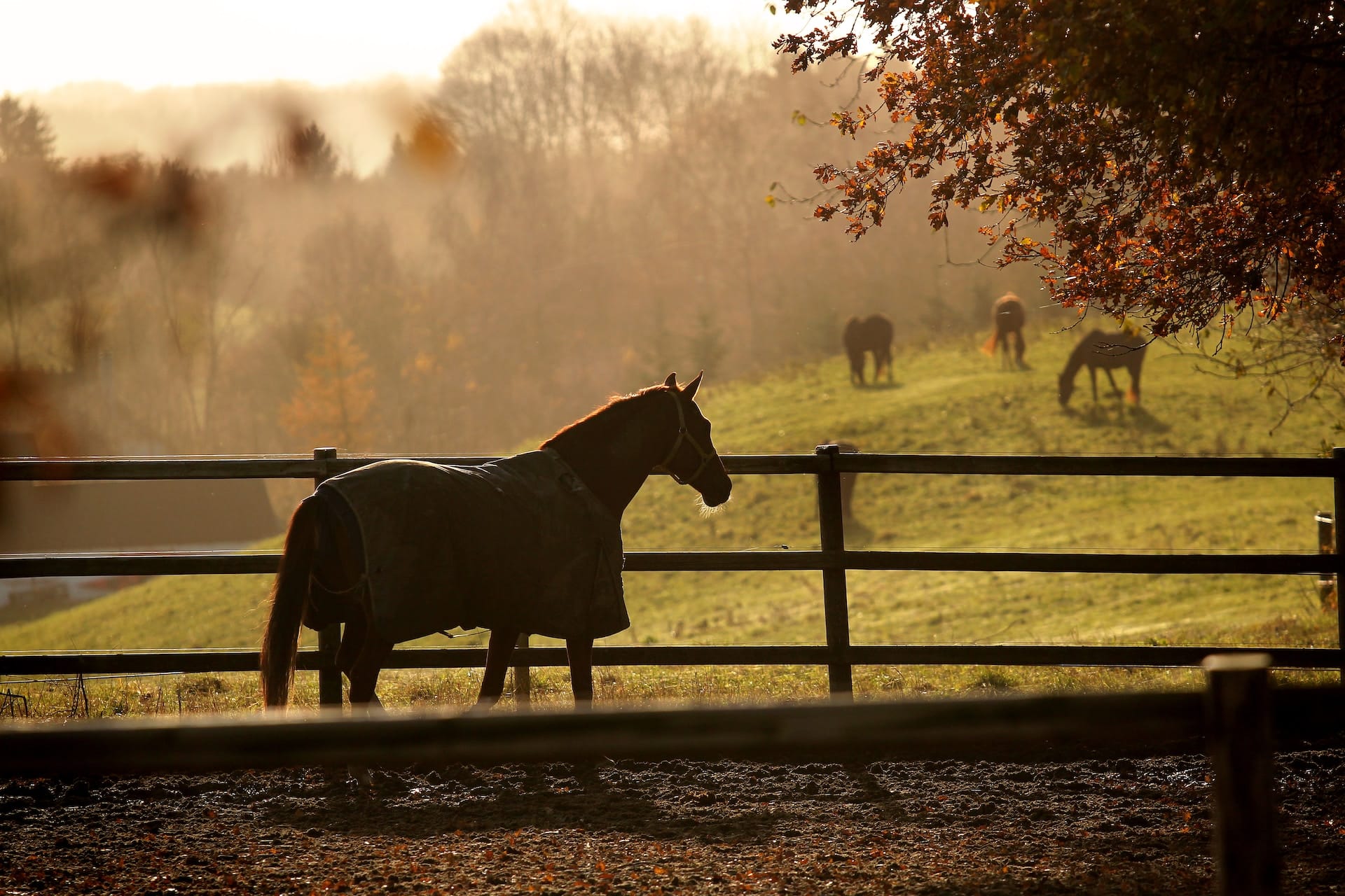 Zorg voor een Happy Horse: Essentiële Behoeften voor een Gezond Paard