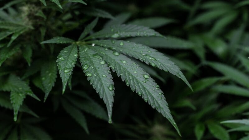 Alles over trichomen