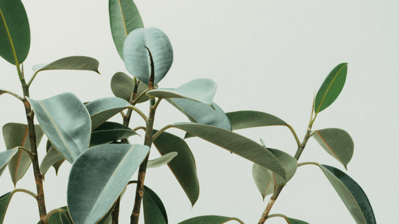 Zijn planten echt zo goed voor je humeur?