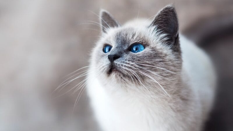 Hoe zorg je goed voor je kat?