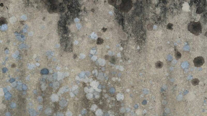 Schimmel op de muur? Ga voor een deskundige reiniging!