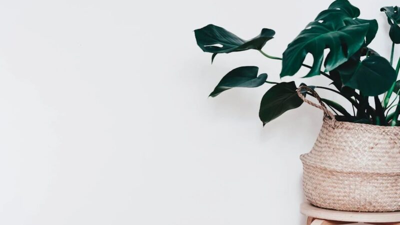 De Ficus: de ideale plant voor kleine huurwoningen