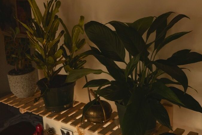 Vliegjes in je kamerplanten? Rouwvliegjes zijn de boosdoeners!