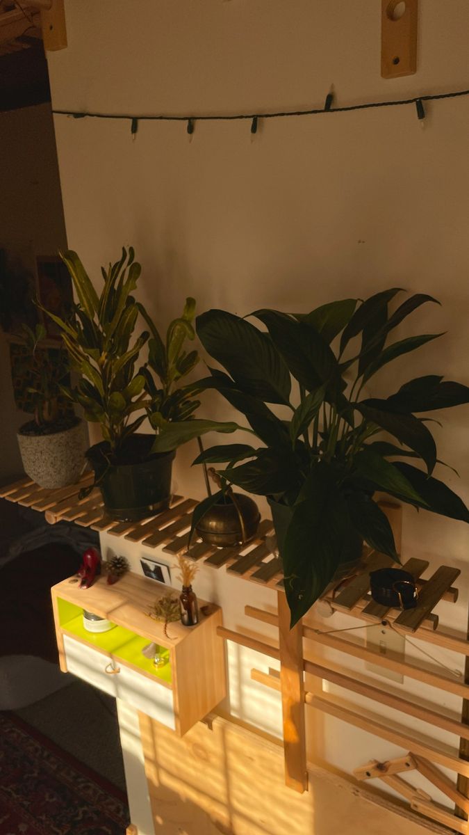 Vliegjes in je kamerplanten? Rouwvliegjes zijn de boosdoeners!